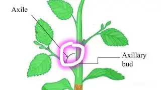 Axillary Bud and terminal Bud