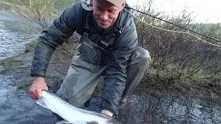 TOMMI JA TALVIKKO. BELOUSIHA 2014.