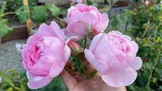 Most Beautiful David Austin Roses!
