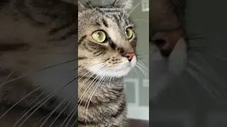 extended ~ #cats #cute #eyes #oceaneyes #artist #art #cat #artwork