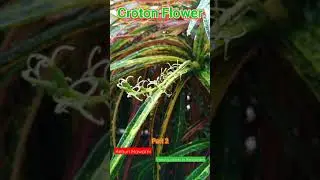 Bunga Puring Yang Cantik dan Indah Part 2 | Croton Flower #shorts #short