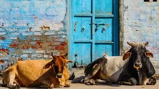 Two Holy Cows | Indian Chill Lounge