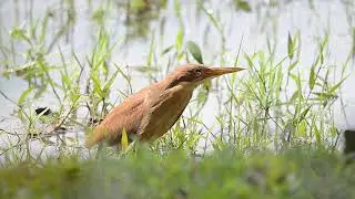 cinnamon bittern or chestnut bittern (Ixobrychus cinnamomeus)