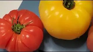 Live: Tomato Feta Salad | Olive Oil Toast &ndash; Simple  | Fresh | Perfect! @Lollaandlungie 