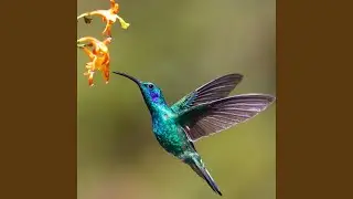 Beija Flor