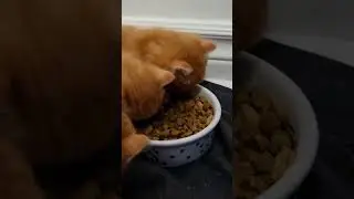 7-Kitties Day 36: The kittens start to eat dry food. Add some water to make food softer. #cat #kitty