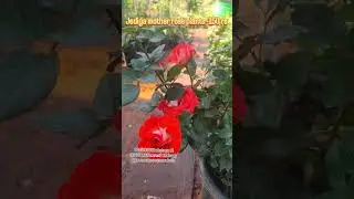 150 rs rose mother plant collections for online customer #new#offer#trendy#update#liveplants#best