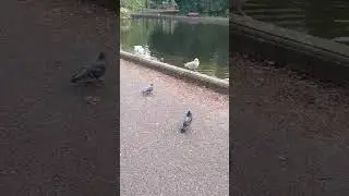 Herbert park, Lake, Dublin