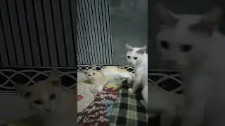 putih vs oyeng
