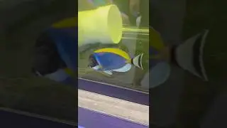 Powder Blue Tang Freshwater Dip + Quarantine Setup #ReefTank