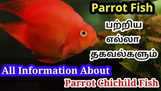 All About Parrot Fish in Tamil || Know Everything About Parrot Fish In Tamil