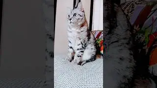 кот и дал бог копыта 🐾