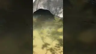 Carp having a pool party #Carp #fish #nature #nmtrue
