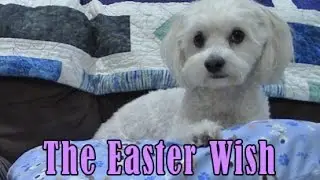 The Easter Wish