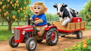 Monkey Kiki&rsquo;s Mango Harvest Turns CHAOTIC When a Cow Steps on a Nail 😱🐄 | Genius Rescue Shocks All!