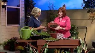 Central Florida Gardening-Building a Fairy Garden