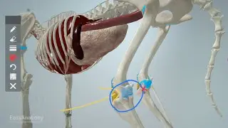 Supplementing Veterinary Anatomy Lectures with 3D Canine Anatomy | EasyAnatomy for Professors