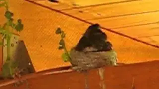 Wagtail chicks are getting too big to sit on