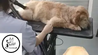 Old But Gold 💛 | Gentle Grooming for a Senior Golden Retriever