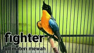 pancingan tledekan gunung gacor‼️paling ampuh untuk menaikan mental fighter