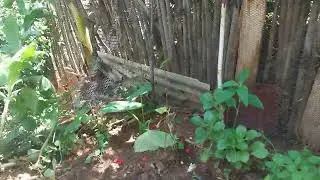 Um pouco do meu quintal 