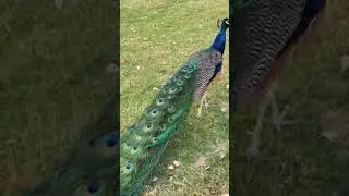 Peacock call Peacock sound