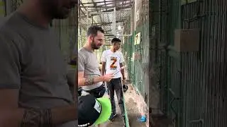 A close encounter with a male lion for the rirst time ever! | Amaaaazinglyyy beautiful 😱❤️ #wild