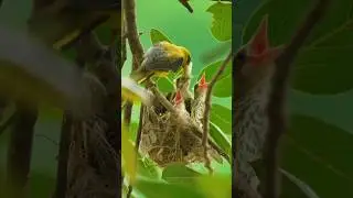 A nurturing mother bird diligently cares for her adorable chicks #shorts