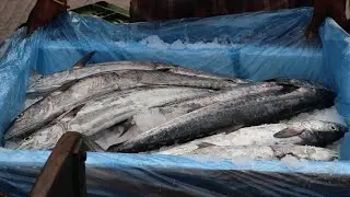 How To Store Live Fish by ICE For a Long Time | Live Fish Store in ICE for Exporting in INDIA