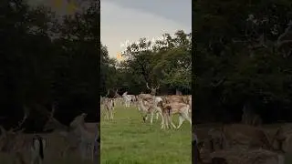 I love this park🧡🍁 #richmond #deer #autumn #richmondpark #date