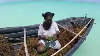La culture d'algues &agrave; Madagascar
