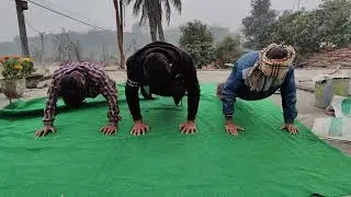 50 pushup challenge 💀🔥 ⚡ #pushups #challenge #trending #viralvideos #new #instagram #viralvideos