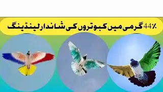 ماشااللہ شاندار لینڈینگ کبوتروں کی 44🥵