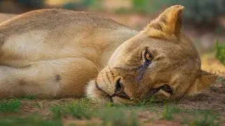 Une Lionne PLEURE Avant De Se Faire EUTH NASIER   La Suite Vous &Eacute;MEUVRA Au Plus HAUT Point