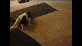 Yogi playing with feather toy