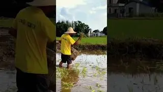 Crop Cultivation Process in Farm | Good tools and machinery can increase work efficiency