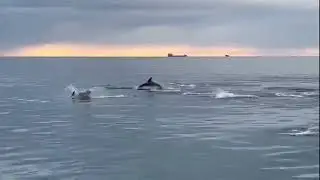 Dolphins at Dublin Bay. #dolphins #dublin #water #ocean #ireland