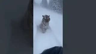 #BlizzardRescue #TigerInSnow #WildlifeHelp #EmotionalVideo #CaughtOnCamera #RealOrAI #ViralReels
