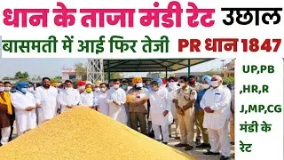 आज धान के ताजा नये रेट. बासमती धान के रेट में उछाल। PR धान में तेजी1509,1847Basmati High price today