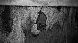 Free-Tailed Bats Mating