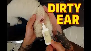Pulling Ear Hair and Cleaning Dog Ears on a Goldendoodle. Dog Grooming POV ASMR Tutorial