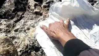 شاهدوا معي كيف نجلب النحل البري المهاجير طريقه سهل وبسيطة للجميع