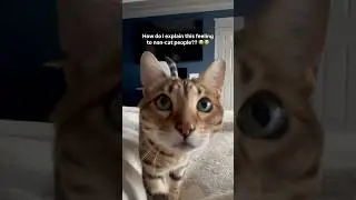 The moment your cat comes over to cuddle! 🥰 #cats #shorts #relatable