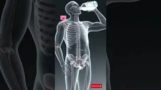 X-Ray Vision of Skeleton Drinking Water #animation #humanbody #funny #facts   #health