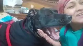 चेरी को देखो क्या कहना चाह रहीहै 🐕‍🦺👍🏼🥰👌🏼♥️🐶#dog#punctual cherry#viral#video#YouTube