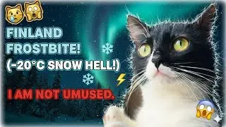 Я перевезла свою кошку в Арктику… Она в ярости! 😿