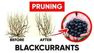 How to Prune Your Blackcurrants For High Yields