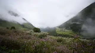 Valley of flowers in full bloom.