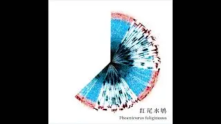 Sound Visualization | Spectrogram of Bird (红尾水鸲 Phoenicurus fuliginosus)