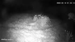 Bats 2022 04 10.. seems mating season has started